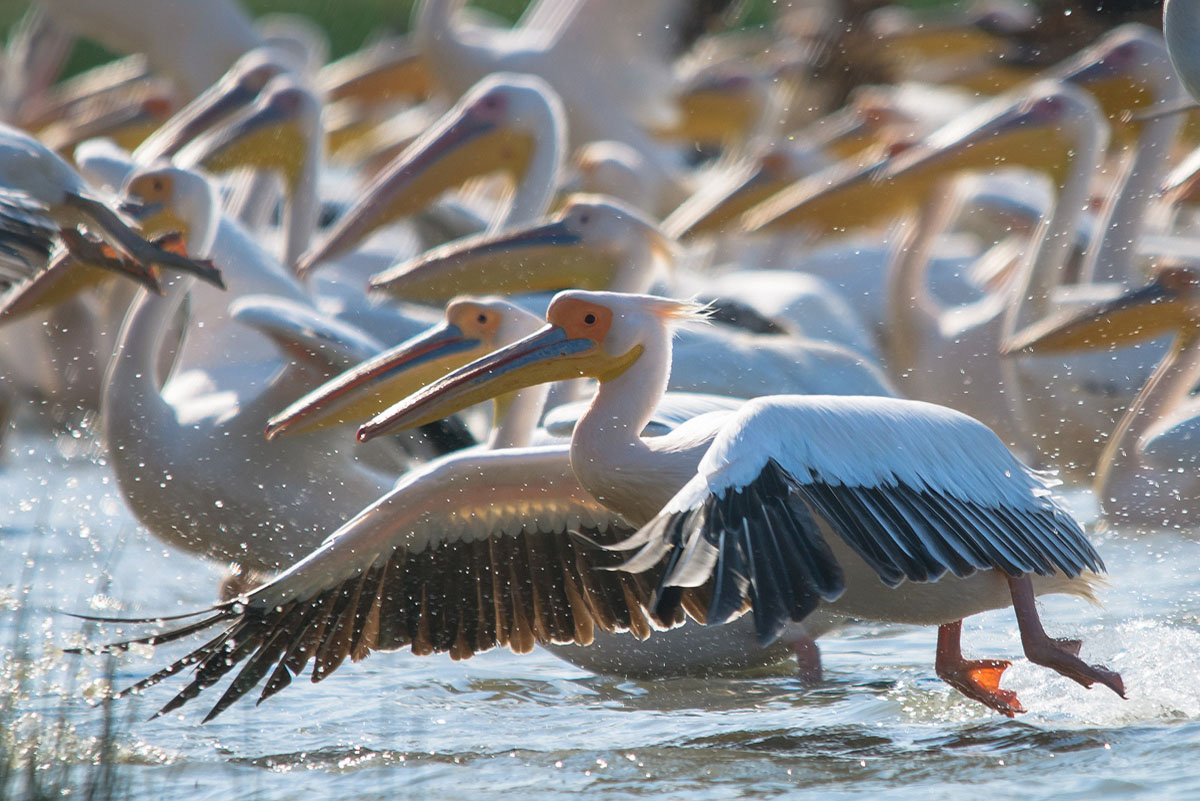 Wildlife în Delta Dunării